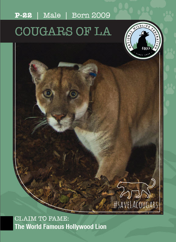 Cougars of LA Trading Cards: 2017 Series 1
