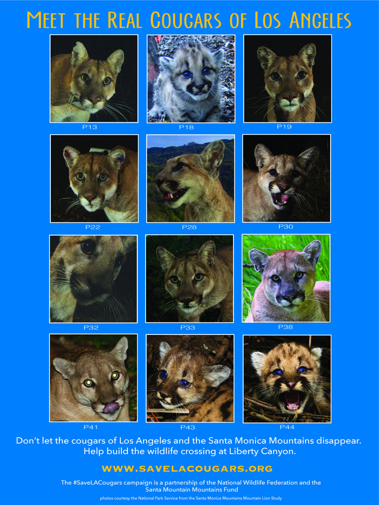 Meet the Real Cougars of Los Angeles Special Poster $100 Donation